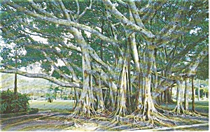 Florida Banyan Tree Postcard P1590