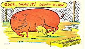 Mother Pig on a Humorus Postcard p16475 (Image1)