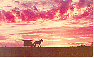 Amish Buggy, PA Dutch Country Postcard p17698 (Image1)