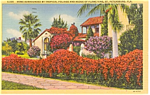 Florida Flame Vine Postcard p1778 (Image1)