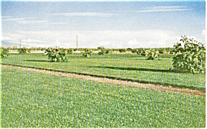 Tucson Az Turfgrass Farm Adv. Postcard P1822