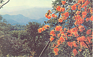 Flame Azealeas at Mile Overlook NC Postcard p18681 (Image1)