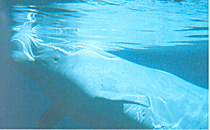 The Beluga White Whale Postcard p18699 (Image1)