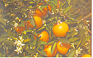 Orange Tree Blooming And Bearing Fruit Florida P19421