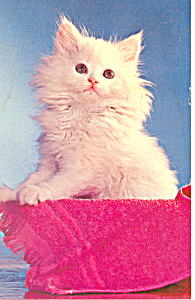 Cute Kitten The Queen Postcard p19645 (Image1)