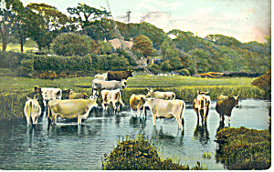 Cattle Standing In A Stream Postcard P19911