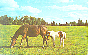 Horse and Colt Postcard p19926 (Image1)