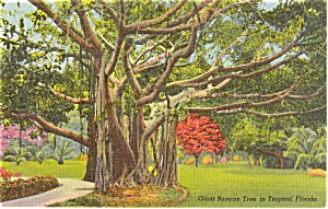 Giant Banyan Tree Tropical Fl Postcard P2113