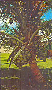Coconut Tree Loaded with Coconuts in Florida p22045 (Image1)