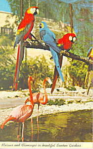 Birds At Sunken Gardens Florida Postcard P22281