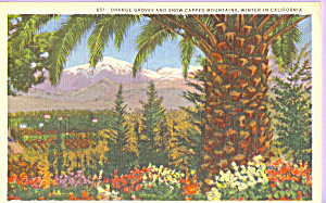 California Orange Groves In Winter Postcard P22311