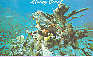 Elkhorn Coral Florida Keys p22387 (Image1)