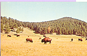 Buffalo Genesee Mountain Park Colorado p22635 (Image1)