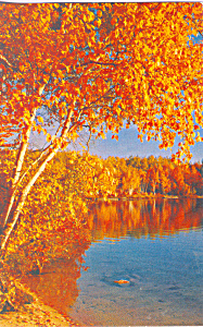 A Typical Woiodland Autumn Scene Postcard P23346