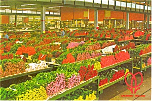 Aalsmeer Holland Cut Flower Auction Postcard p2337 (Image1)