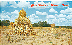 Corn Fields At Harvest Time Postcard P23527