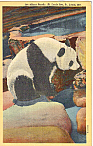 Giant Panda at St Louis Zoo St Louis MO Postcard p24506 (Image1)