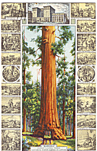 The Wawona Big Tree Ca P24716