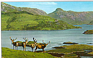 Royal Stag in Velvet Scottish Highlands Postcard p25209 (Image1)