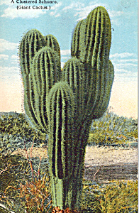 A Clustered Sahuaro Giant Cactus Postcard P25308