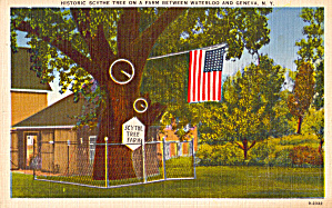 The Historic Scythe Tree Geneva New York p26577 (Image1)