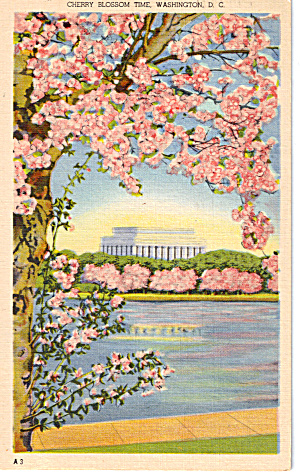 Cherry Blossoms Lincoln Memorial Washington Dc P27154
