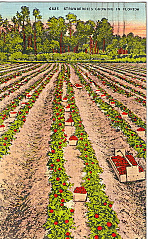 Strawberries Growing in Florida p28143 (Image1)