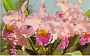Lavender Cattleys,king Of Orchids Postcard P28311