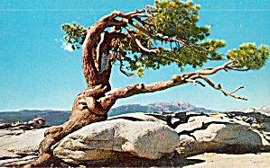 Storm Scarred Pine Sentinel Dome Yosemite National Park Ca P28342