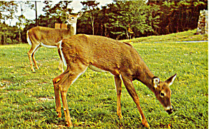 Deer Grazing West Virginia Postcard p28507 (Image1)