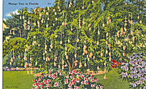 Mango Tree in Florida p28520 (Image1)