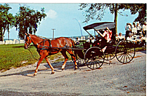 Mennonite Family With Horse Drawn Open Buggy P28589