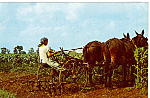 Amish Girl Cultivating Field Of Corn With Mules P28664