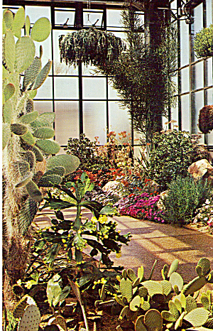 Striking Blooms in Succulent House Longwood Gardens p28857 (Image1)