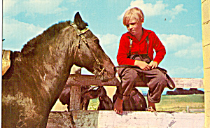 Amish boy and His Horse Postcard p28981 (Image1)