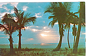 Palm Trees In Sunrise Florida P29925