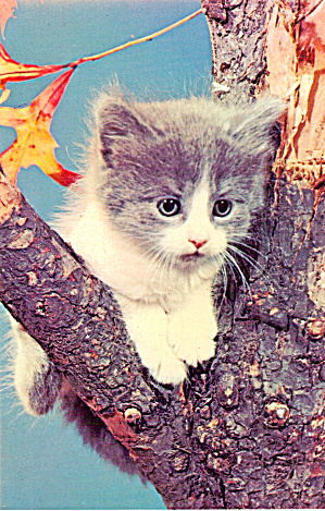 Kitten  Up A Tree Postcard p29936 (Image1)