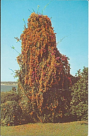 Flame Bignonia Venusta Postcard p31098 (Image1)