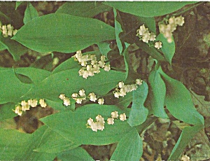 Lily of the Valley Convallaria Majalis Postcard p31103 (Image1)