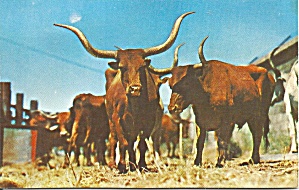 Herd Of Longhorn Cattle Postcard P31536