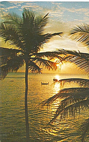 Florida Sunset Water Through Palms P31729