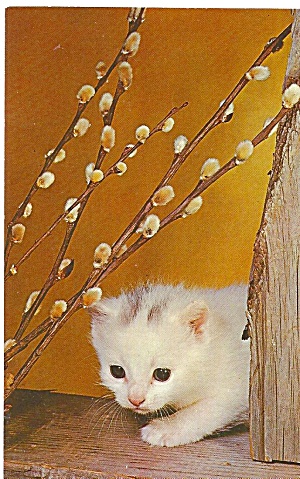 Cute White Kitten Pussy Footing Around Postcard P31814