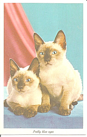 Blue Eyed Siamese Postcard p31848 (Image1)