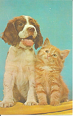 Cocker Spaniel And Tabby Kitchen Pals Postcard P31895