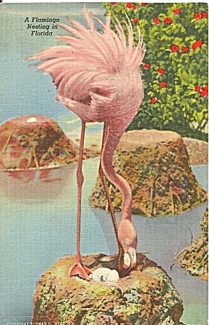 Flamingo Nesting In Florida Postcard P32803