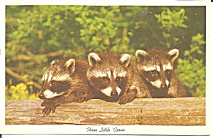 Three Little Racoons Vintage Postcard p32991 (Image1)