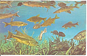 Silver Springs Florida Variety of Fish P33006 (Image1)
