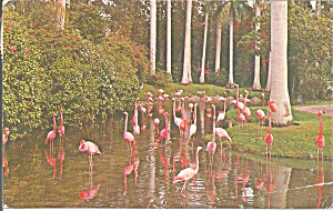 Sarasota Fl Sarasota Jungle Gardens Flamingos P33114