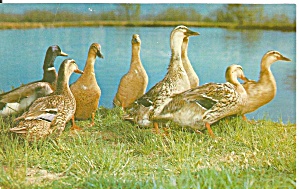 Mallard Ducks Postcard p33385 (Image1)