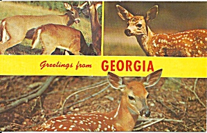 Three Views Of Georgia Deer Postcard P33999